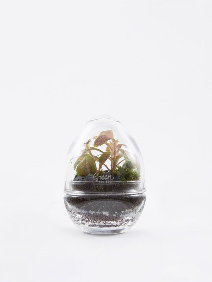 Green Factory Green Factory Jurassic Lab Terrarium - Small - Other