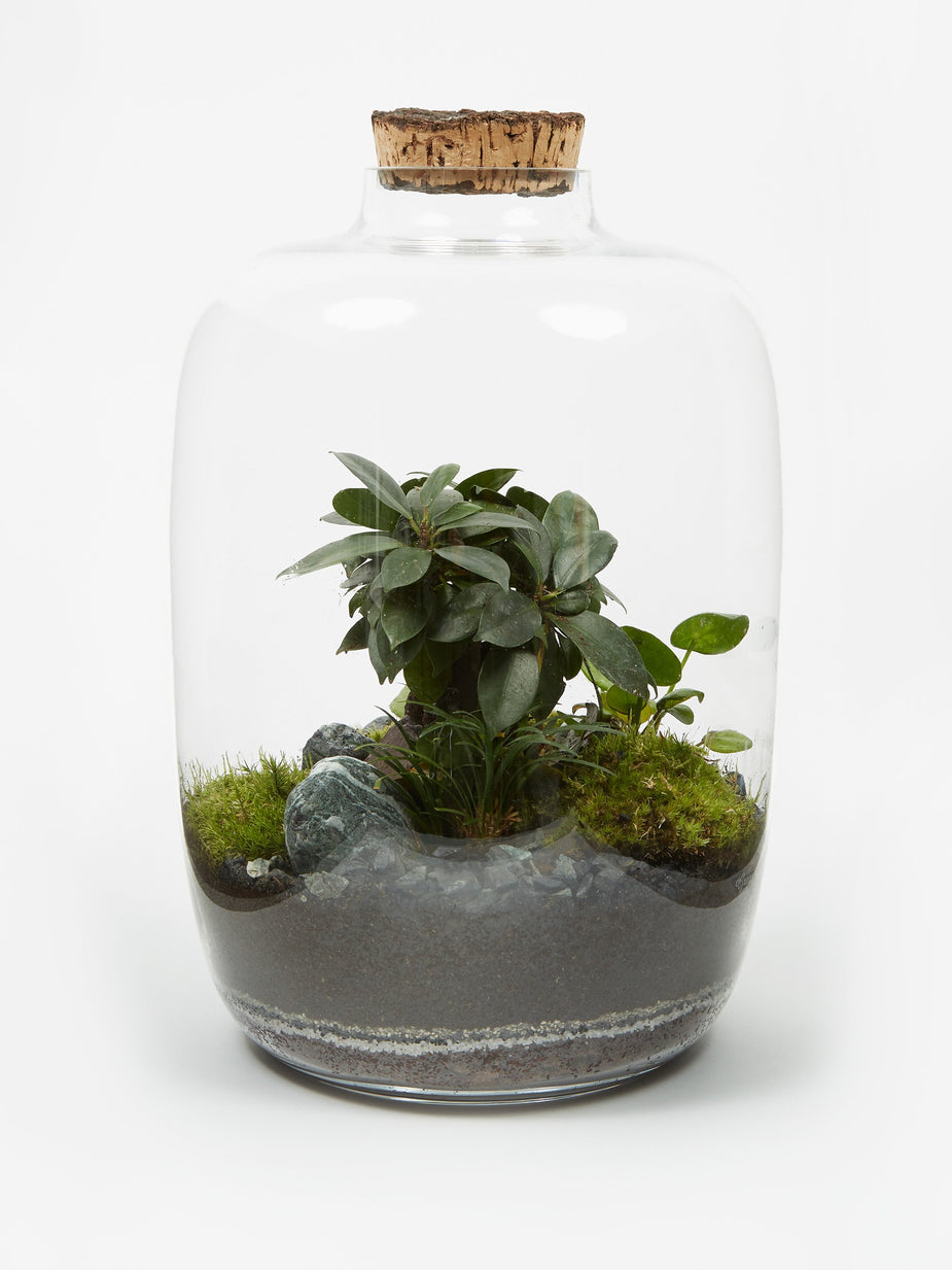 Green Factory Green Factory Forest Bonsai - Medium - Other
