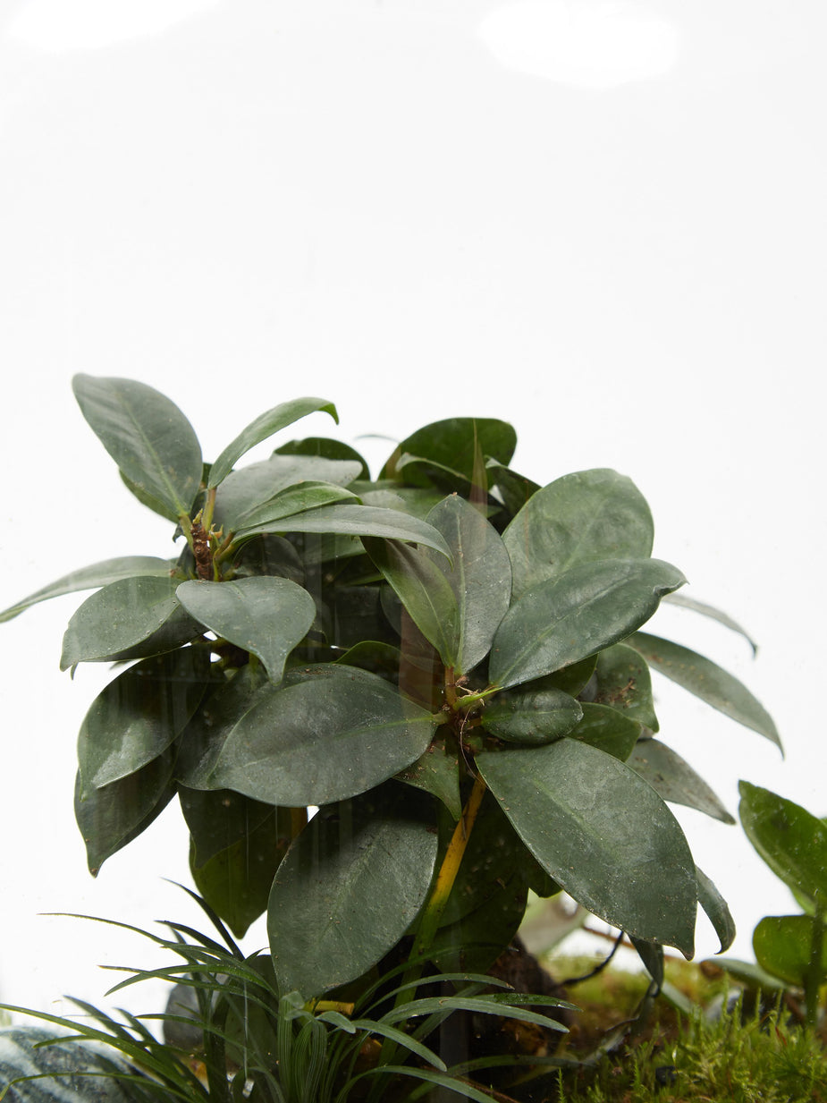 Green Factory Green Factory Forest Bonsai - Medium - Other