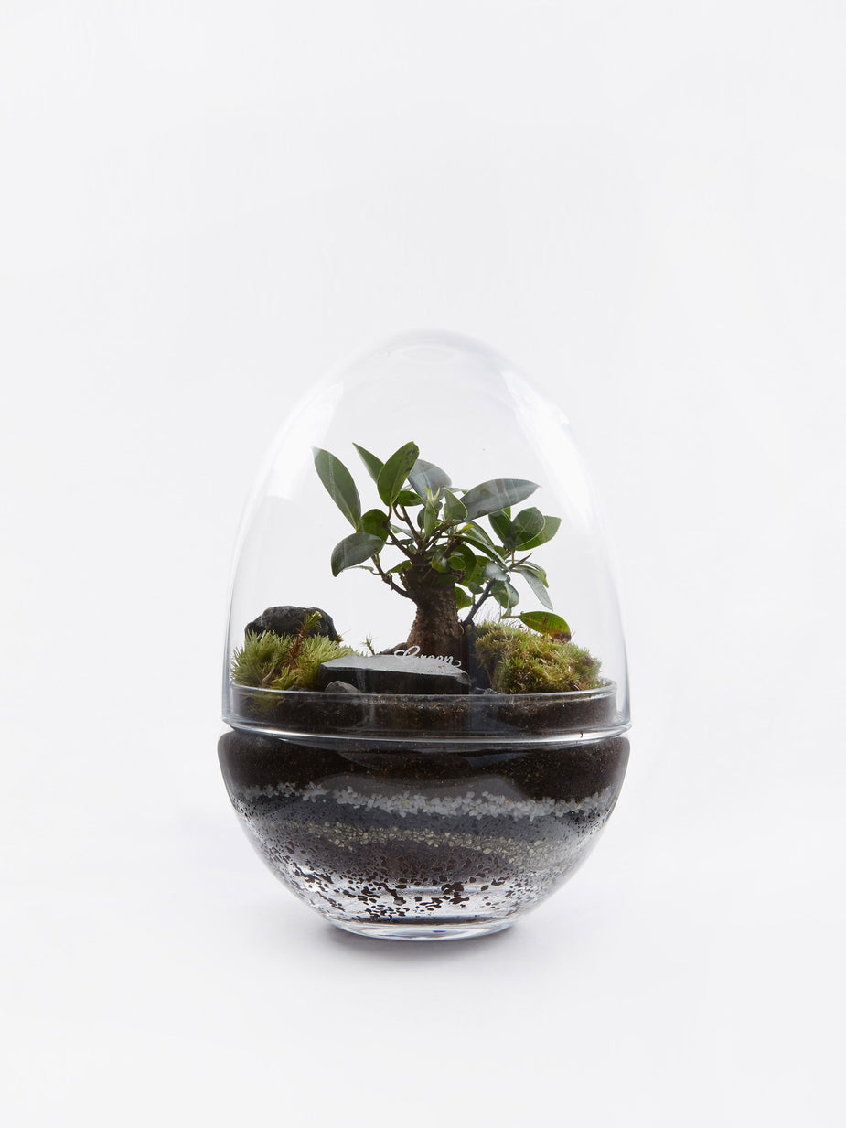 Green Factory Green Factory Jurassic Lab Terrarium - Large - Other
