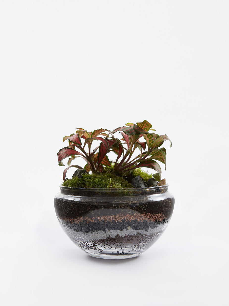 Green Factory Green Factory Jurassic Lab Terrarium - Medium - Other