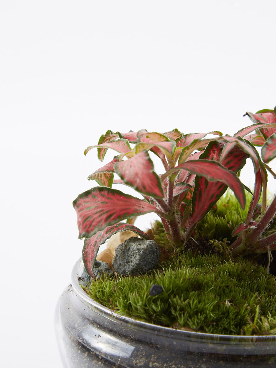 Green Factory Green Factory Jurassic Lab Terrarium - Medium - Other