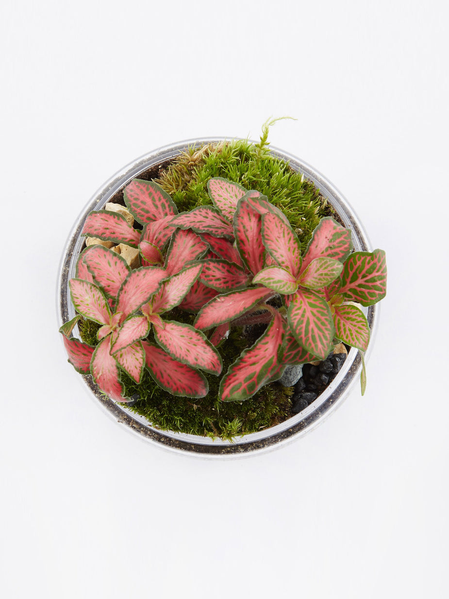 Green Factory Green Factory Jurassic Lab Terrarium - Medium - Other