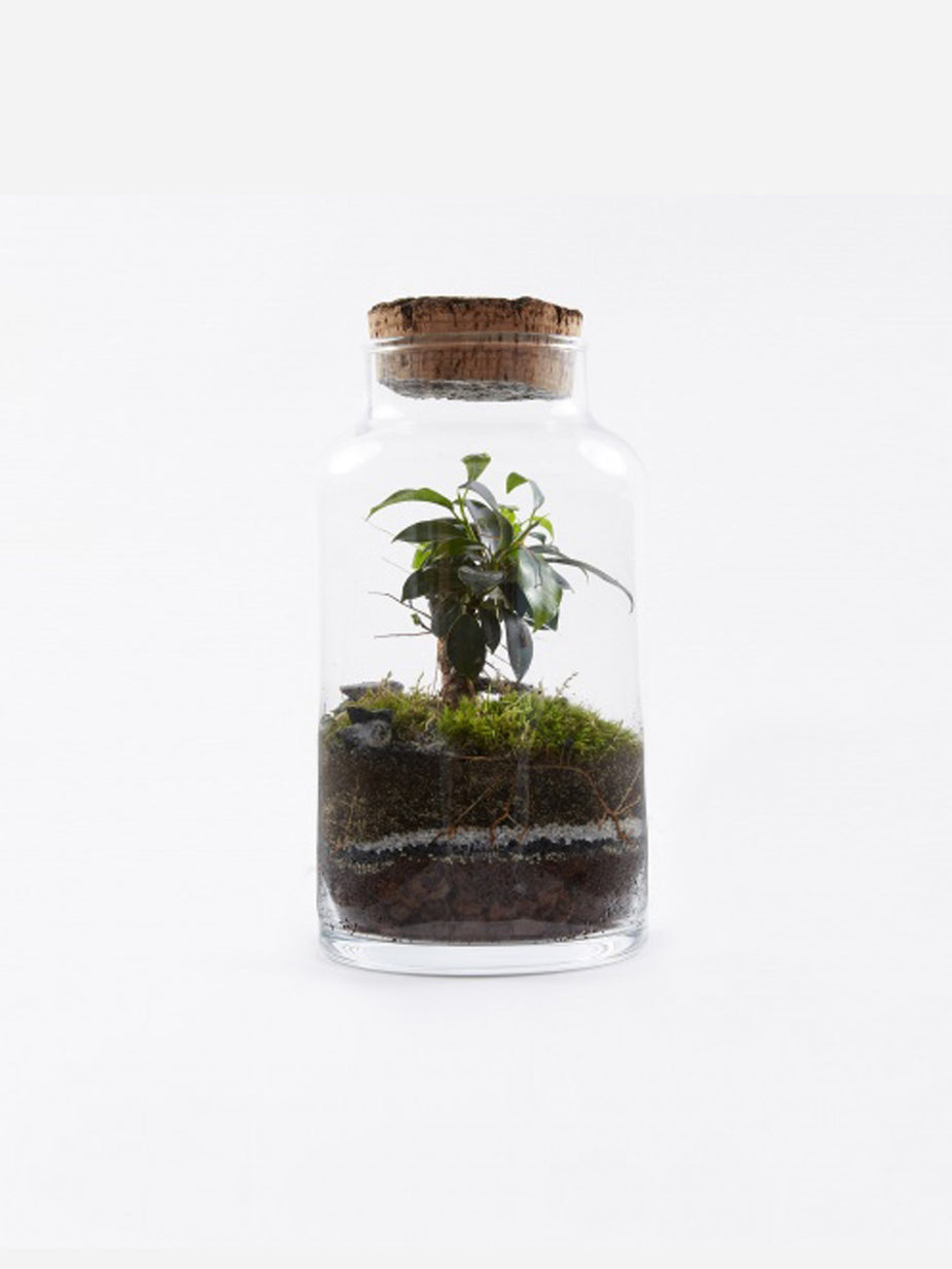 Green Factory Green Factory Garden Terrarium - Small - Other