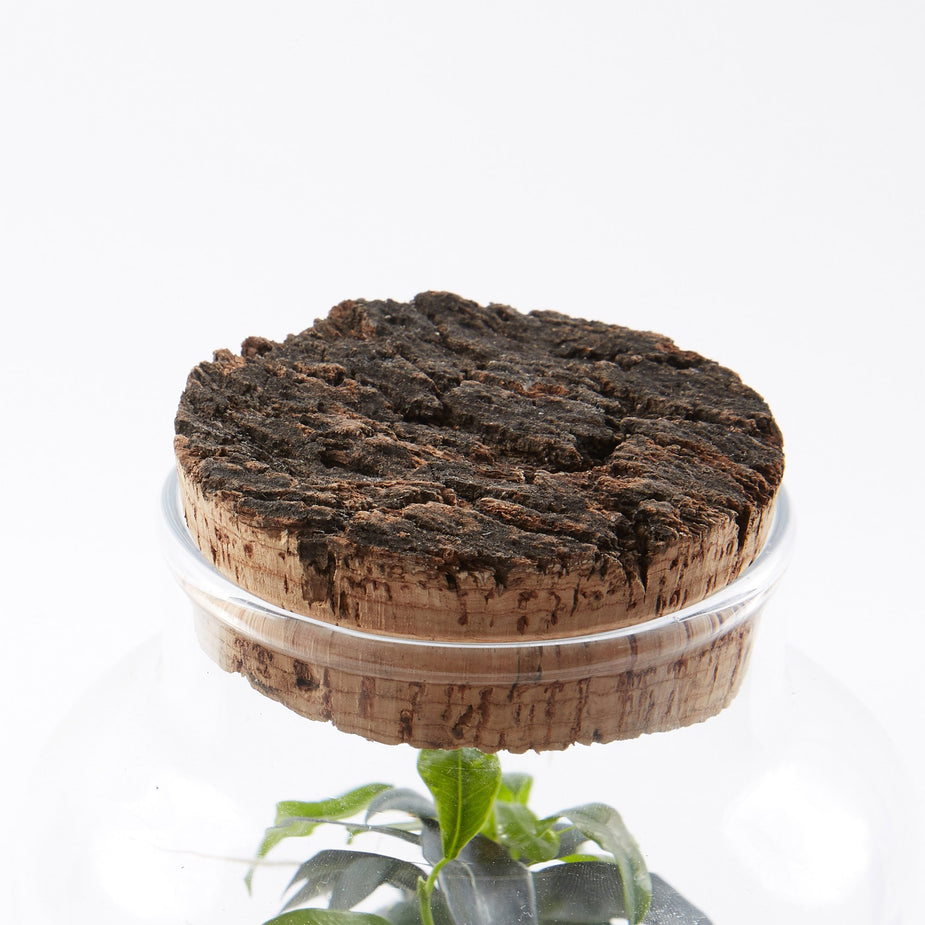 Green Factory Green Factory Garden Terrarium - Small - Other