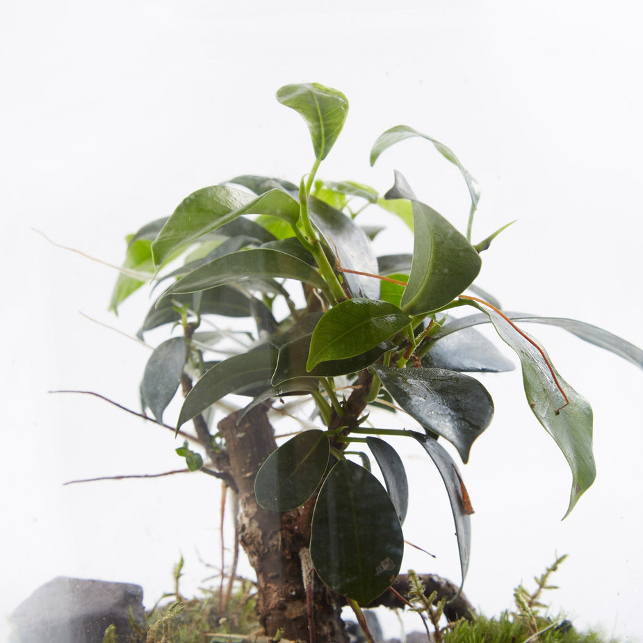 Green Factory Green Factory Garden Terrarium - Small - Other