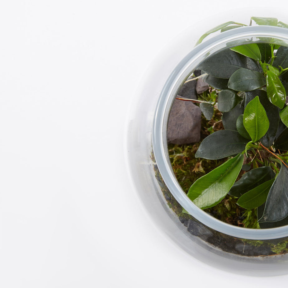 Green Factory Green Factory Garden Terrarium - Small - Other