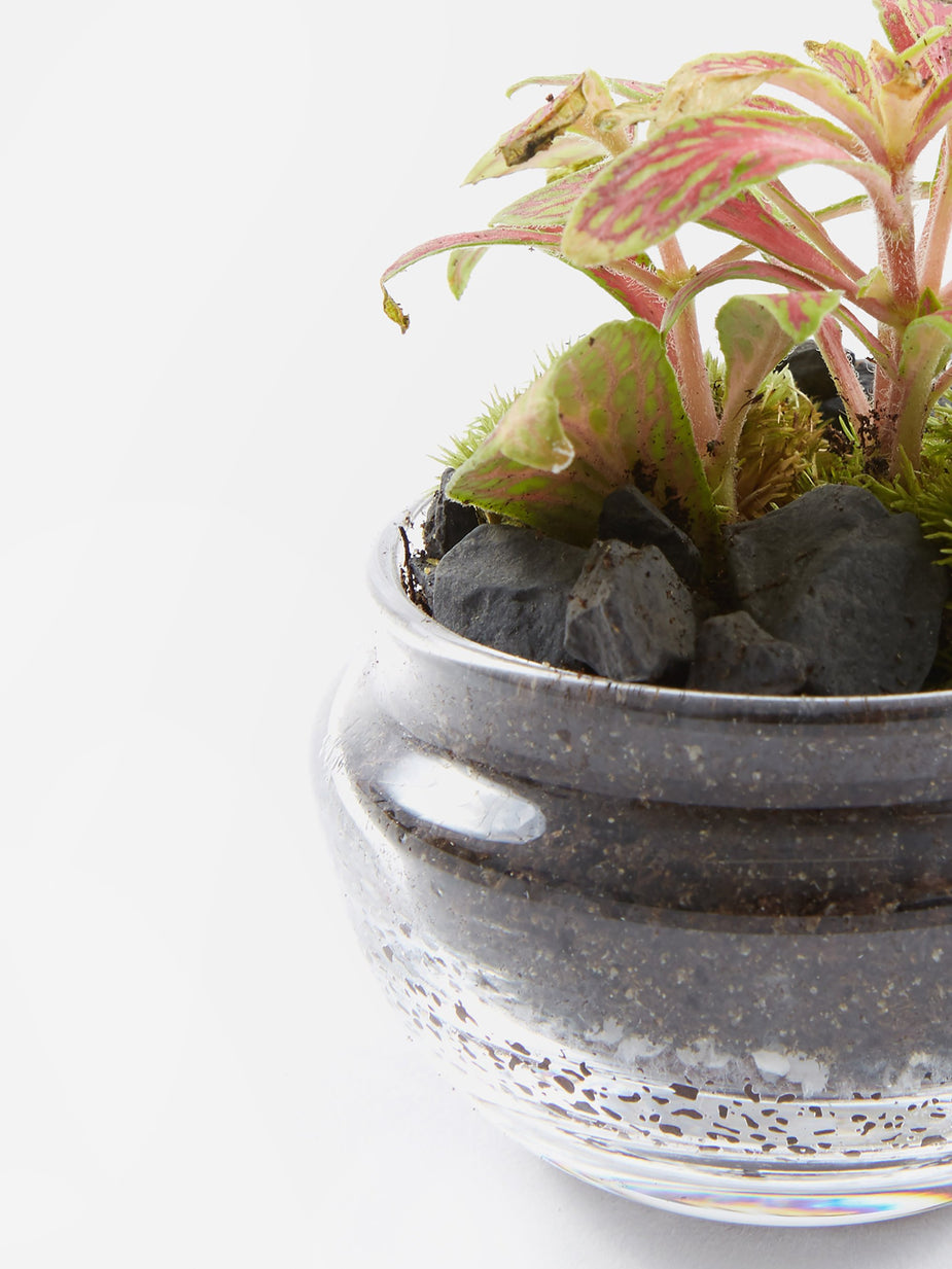 Green Factory Green Factory Jurassic Lab Terrarium - Small - Other