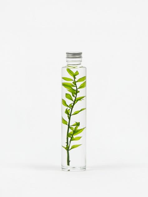 Slow Pharmacy Slow Pharmacy Bottle Plant  Large - Ruscus - Other