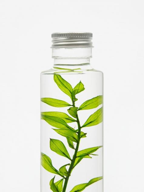Slow Pharmacy Slow Pharmacy Bottle Plant  Large - Ruscus - Other