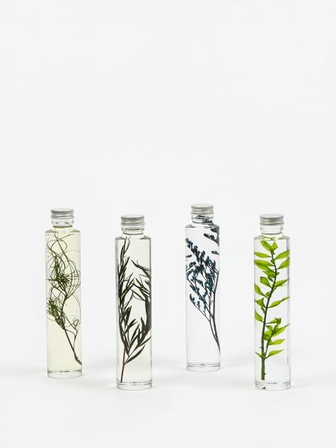 Slow Pharmacy Slow Pharmacy Bottle Plant  Large - Limonium - Other