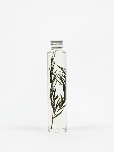 Slow Pharmacy Slow Pharmacy Bottle Plant Large - Melaleuca - Other