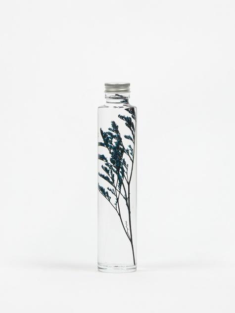 Slow Pharmacy Slow Pharmacy Bottle Plant  Large - Limonium - Other