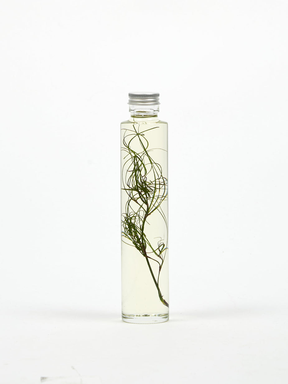 Slow Pharmacy Slow Pharmacy Bottle Plant Small - Other