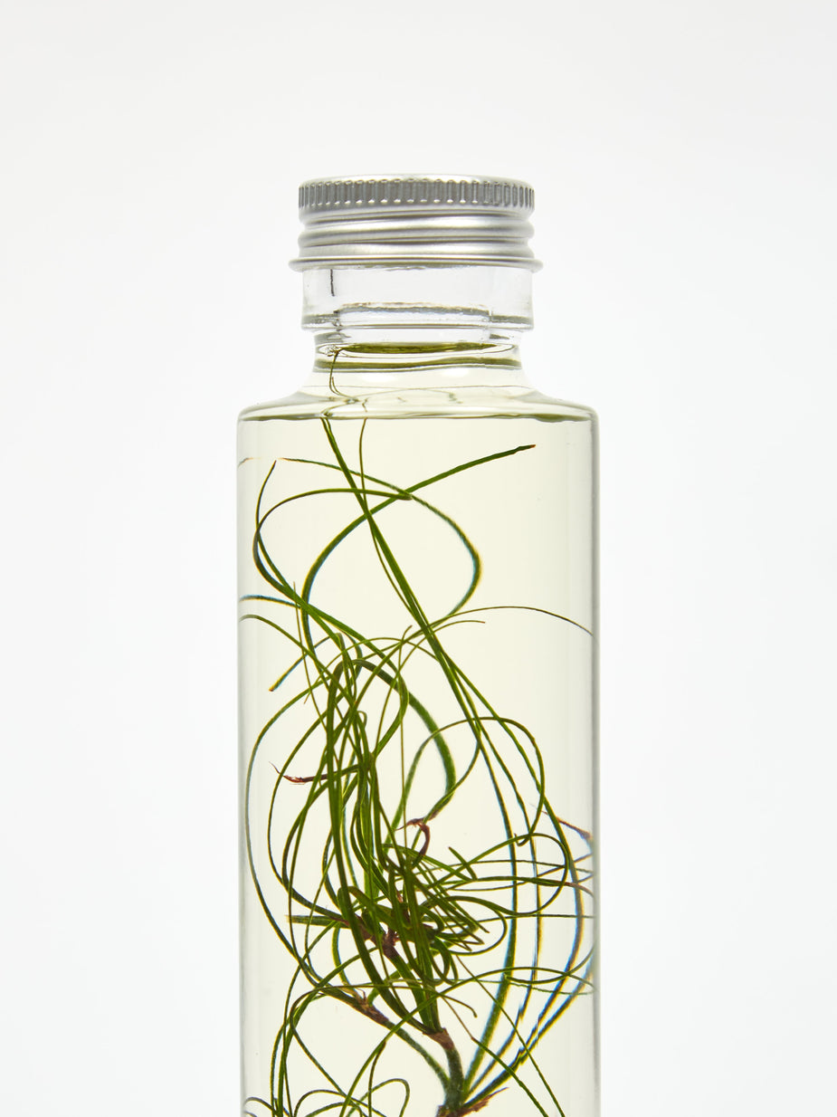 Slow Pharmacy Slow Pharmacy Bottle Plant Small - Other